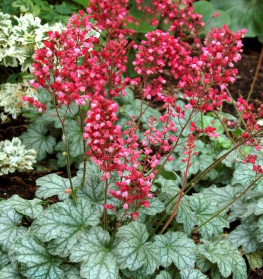 HEUCHERA X PARIS / CORAL BELLS