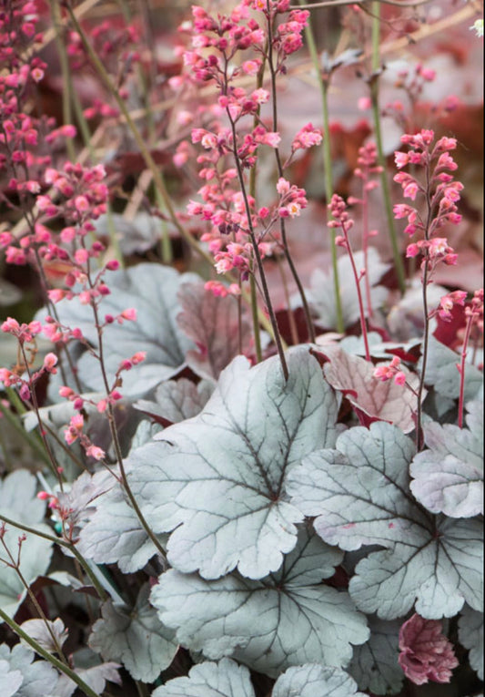 HEUCHERA X SILVER GUMDROP / CORAL BELLS