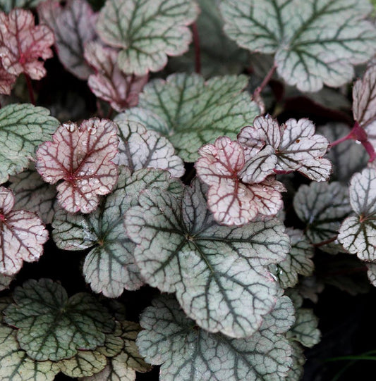 HEUCHERA X SILVER SCROLLS / CORAL BELLS