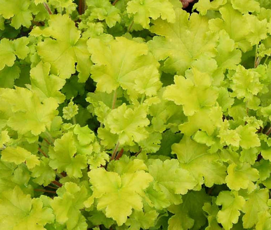 HEUCHERA X LIME MARMALADE / CORAL BELLS