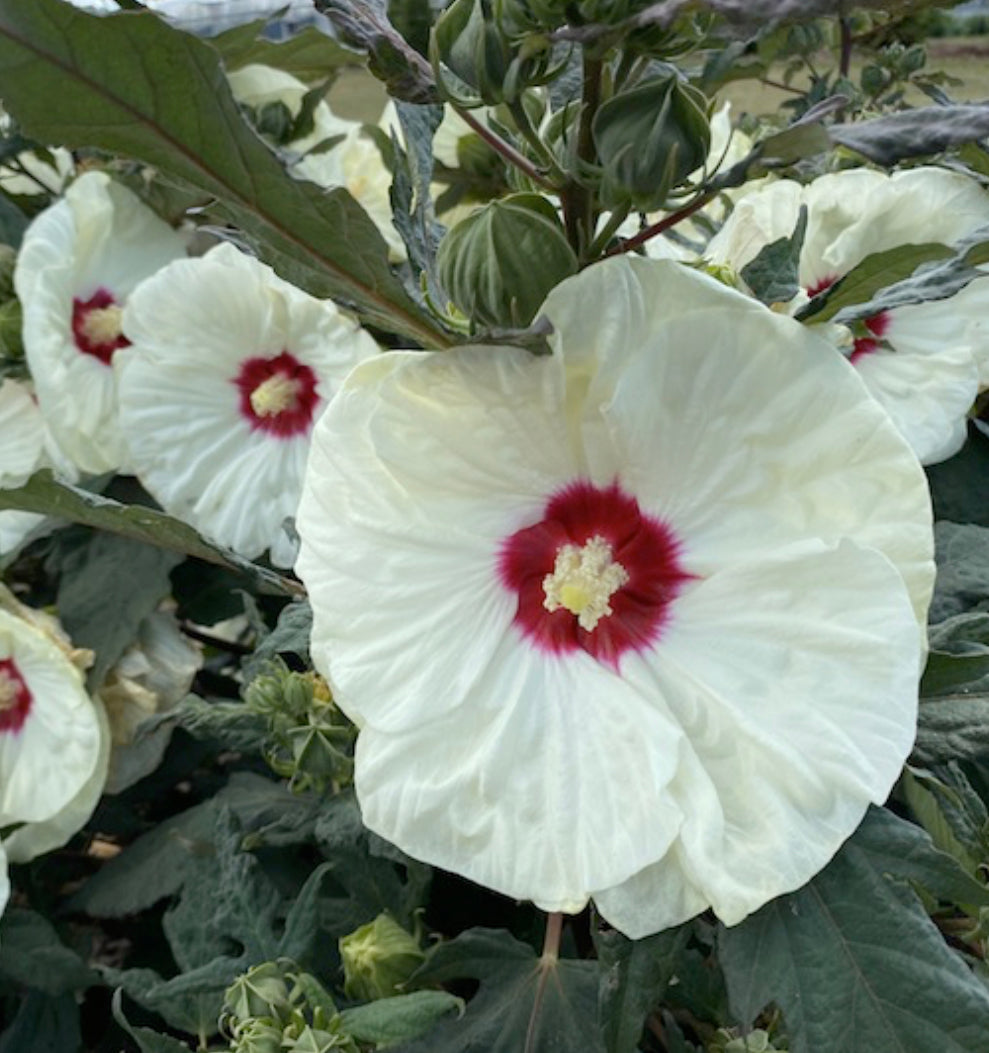 HIBISCUS X SUMMERIFIC FRENCH VANILLA / ROSE MALLOW