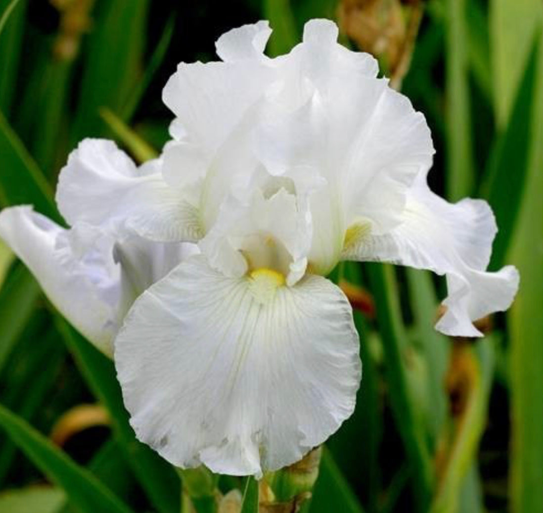IRIS GERMANICA IMMORTALITY / INTERMEDIATE BEARDED IRIS