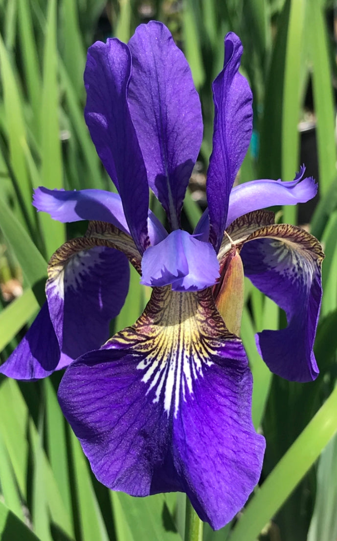 IRIS SIBIRICA CAESAR&