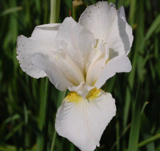 IRIS SIBIRICA WHITE SWIRL / SIBERIAN IRIS