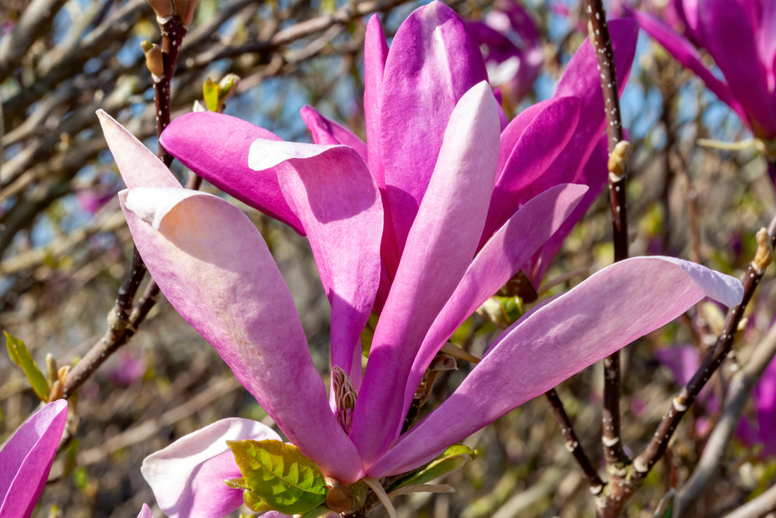 MAGNOLIA X JANE / JANE MAGNOLIA