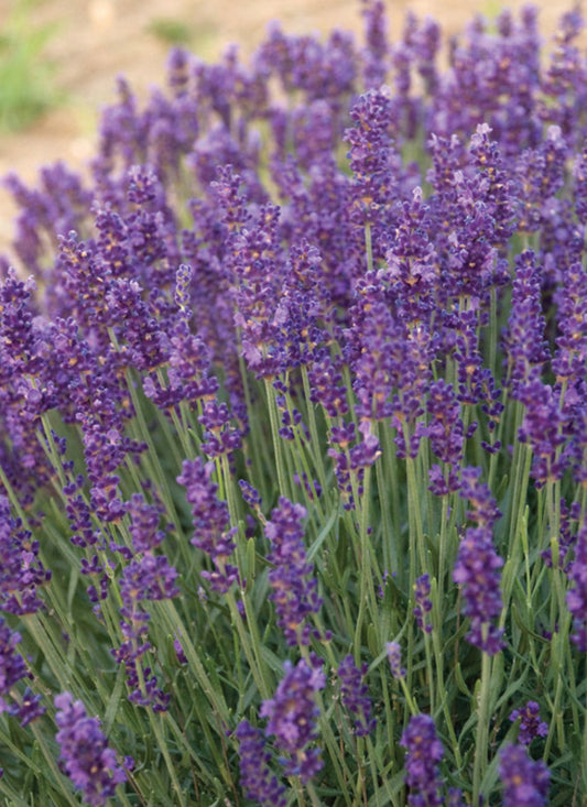 LAVANDULA ANGUSTIFOLIA HIDCOTE BLUE / ENGLISH LAVENDER