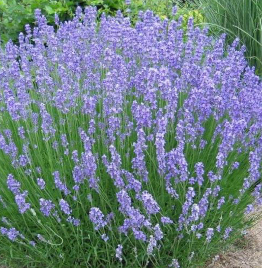 LAVANDULA X INTERMEDIA PHENOMENAL / PHENOMENAL FAT SPIKE LAVENDE