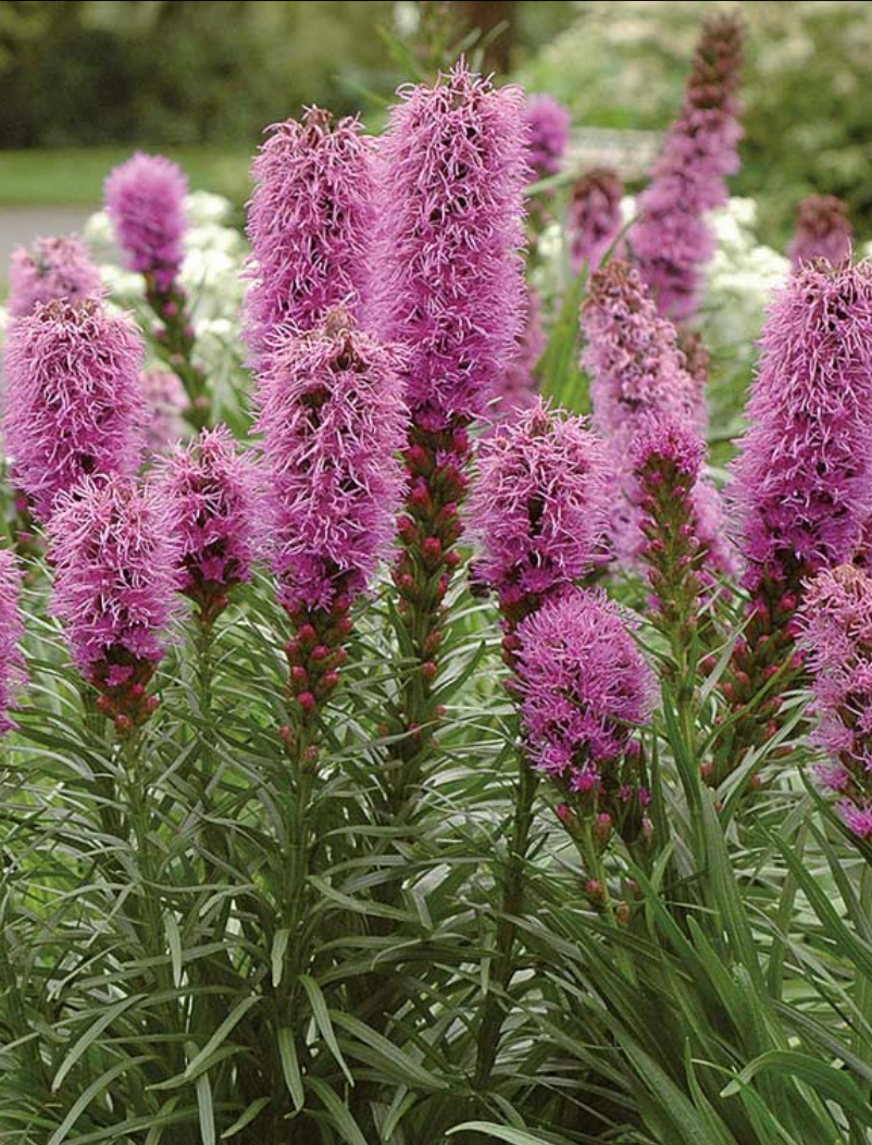 LIATRIS SPICATA / DENSE BLAZING STAR