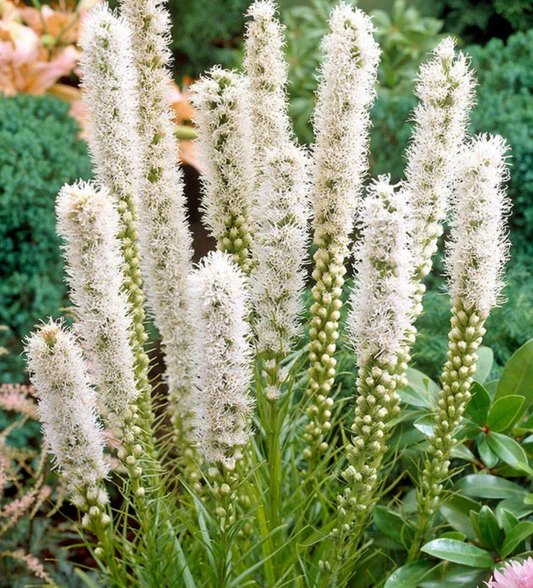 LIATRIS SPICATA FLORISTAN WHITE / FLORISTAN WHITE BLAZING STAR