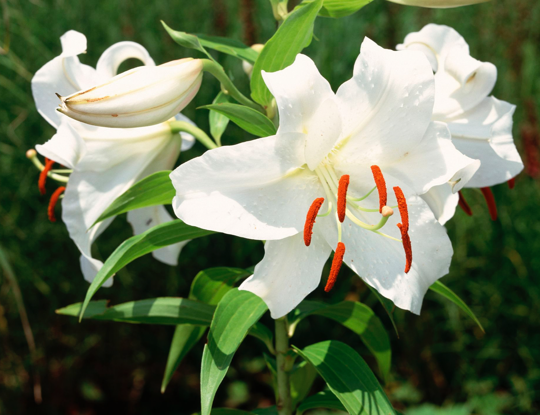 LILIUM ORIENTAL CASABLANCA / ORIENTAL LILY