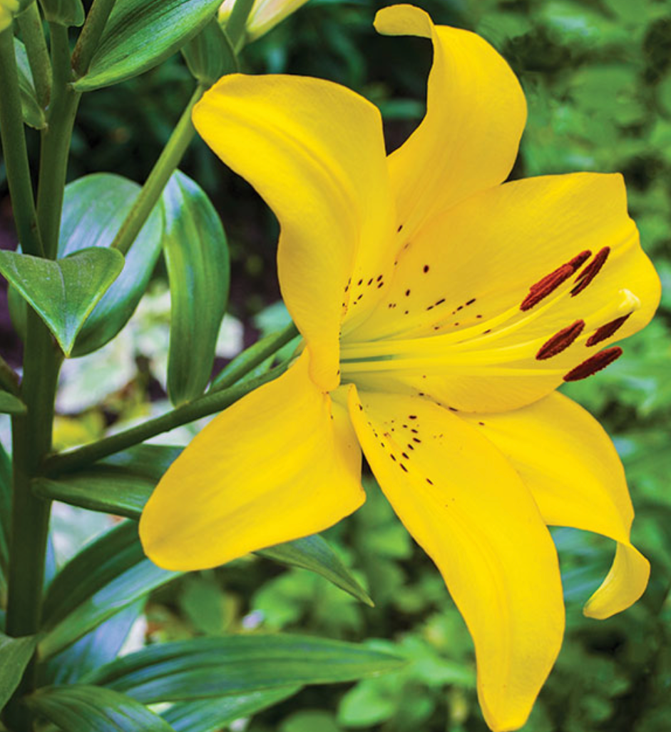 LILIUM ASCIATIC GOLDEN MATRIX / ASCIATIC LILY