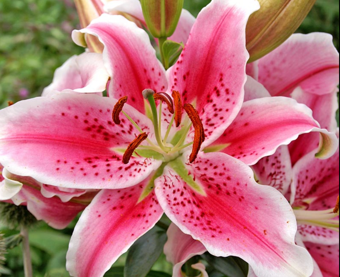 LILIUM ORIENTAL STARGAZER / ORIENTAL LILY