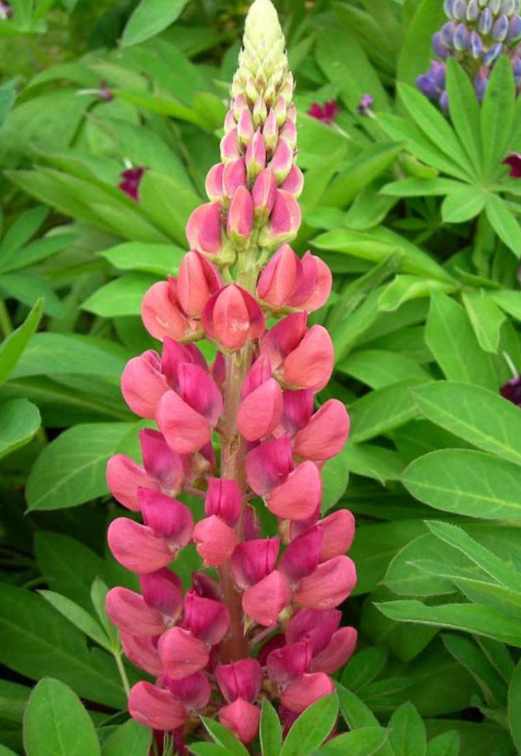 LUPINUS X POPSICLE PINK / LUPINE