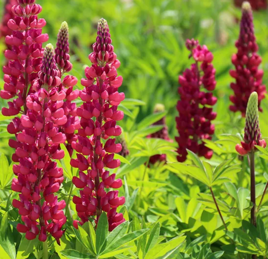 LUPINUS X GALLERY RED / LUPINE