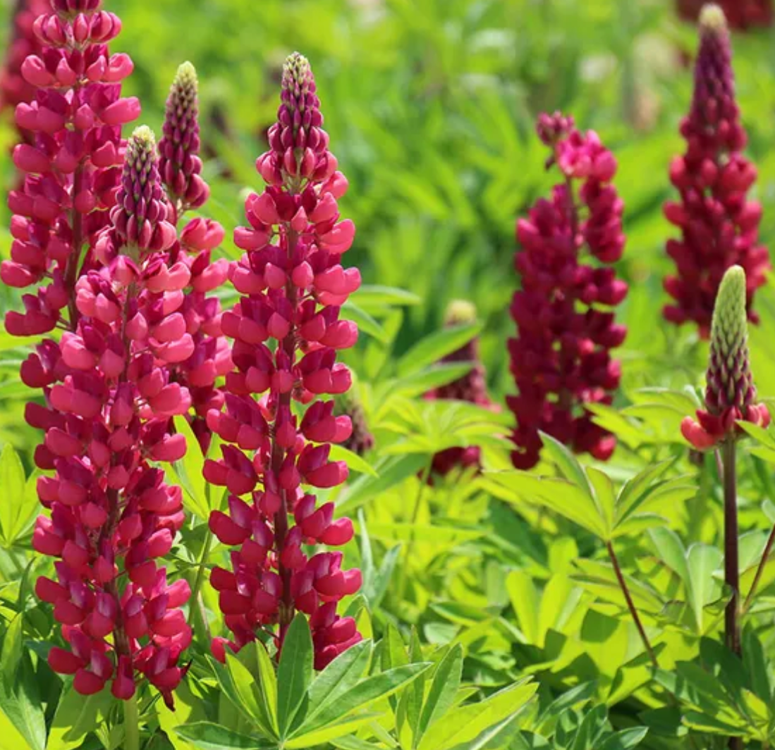 LUPINUS X POPSICLE RED / LUPINE