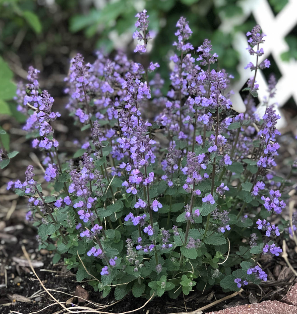 NEPETA FAASSENII CAT&