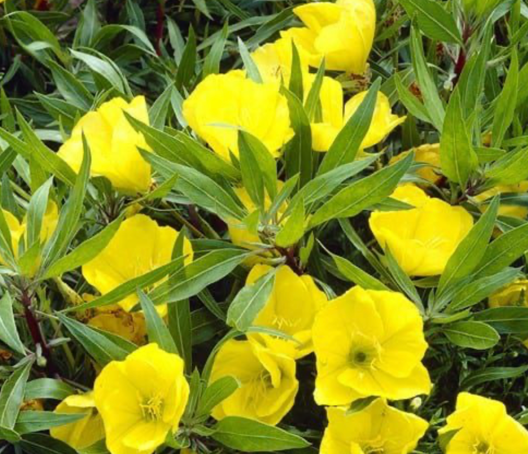OENOTHERA MACROCARPA / OZARK SUNDROPS