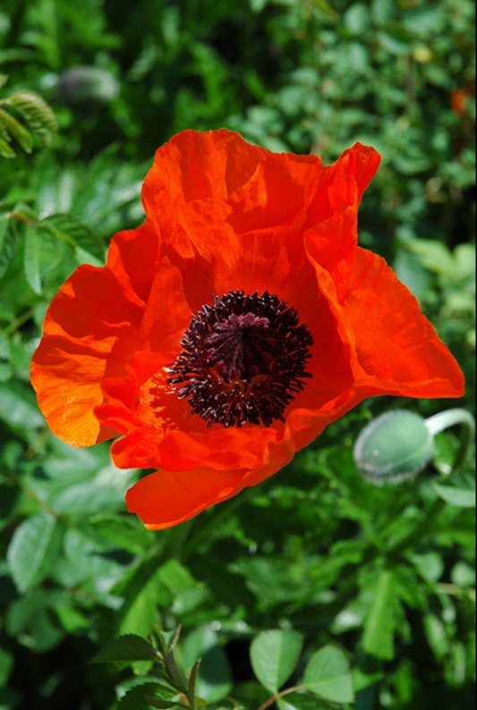 PAPAVER ORIENTALE ALLEGRO / ORIENTAL POPPY