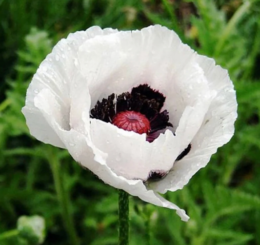 PAPAVER ORIENTALE ROYAL WEDDING / ORIENTAL POPPY