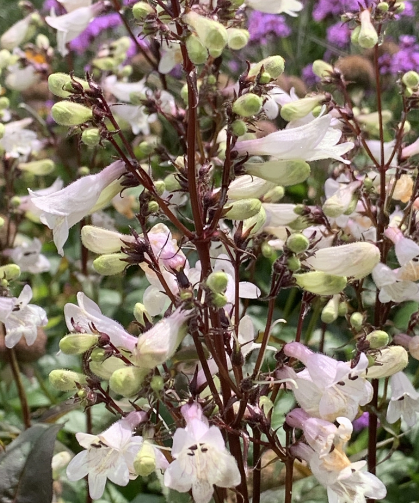 PENSTEMON DIGITALIS HUSKER RED / BEARDTONGUE
