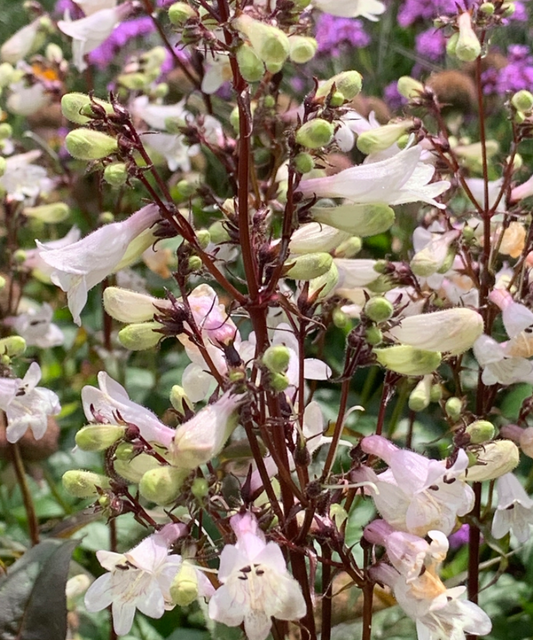 PENSTEMON DIGITALIS HUSKER RED / BEARDTONGUE