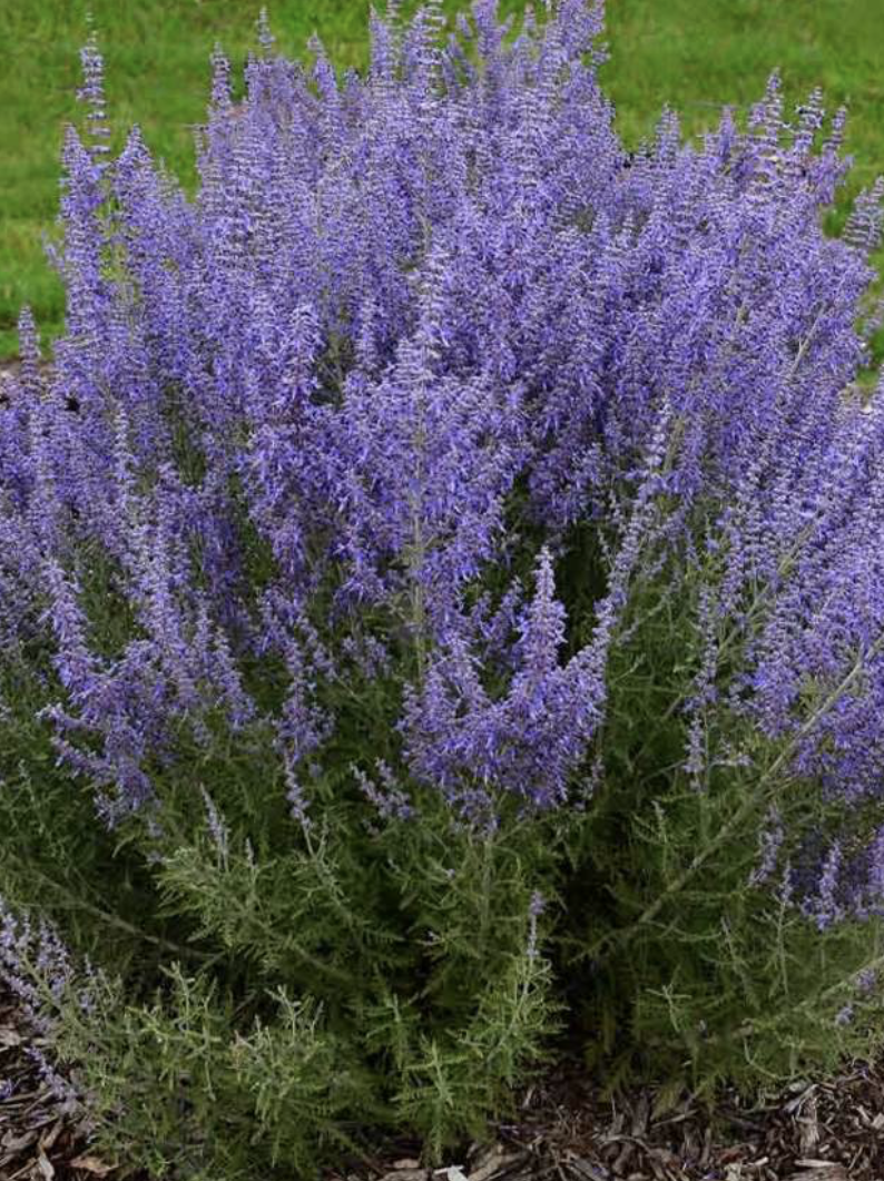 PEROVSKIA ATRIPLICIFOLIA DENIM &