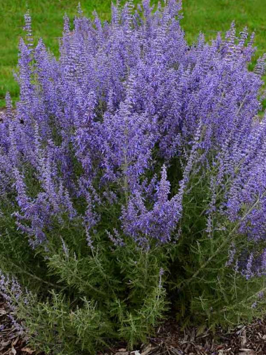 PEROVSKIA ATRIPLICIFOLIA DENIM 'N LACE / RUSSIAN SAGE