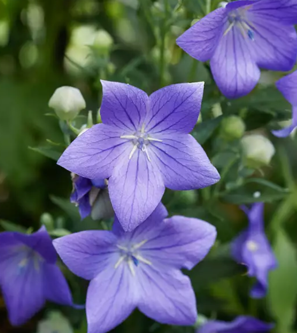 PLATYCODON GRANDIFLORUS FUJI BLUE / BALLOON FLOWER