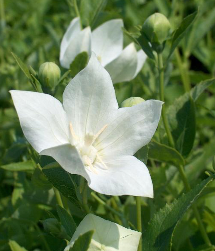 PLATYCODON GRANDIFLORUS ASTRA WHITE / BALLOON FLOWER