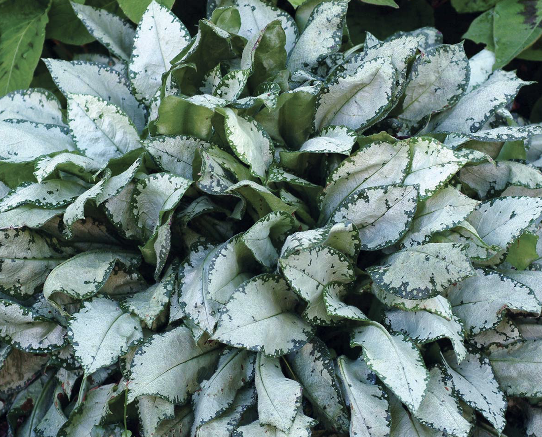 PULMONARIA X MOONSHINE / LUNGWORT