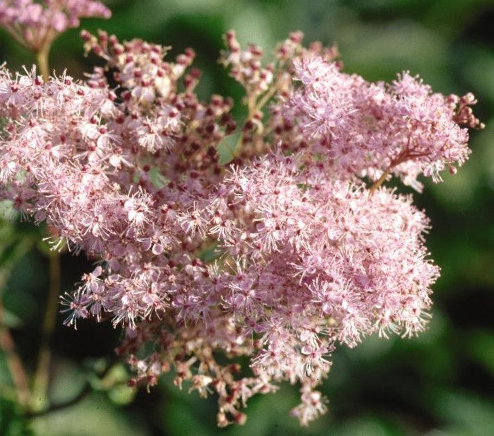 FILIPENDULA RUBRA VENUSTA / QUEEN OF THE PRAIRIE