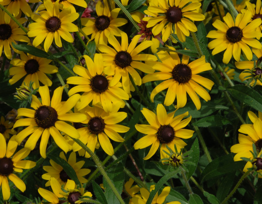 RUDBECKIA FULGIDA GOLDSTURM / BLACK-EYED SUSAN