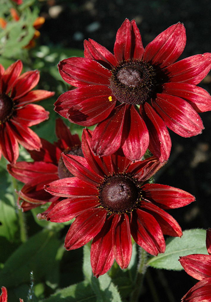 RUDBECKIA HIRTA CHERRY BRANDY / GLORIOSA DAISY