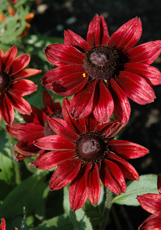 RUDBECKIA HIRTA CHERRY BRANDY / GLORIOSA DAISY