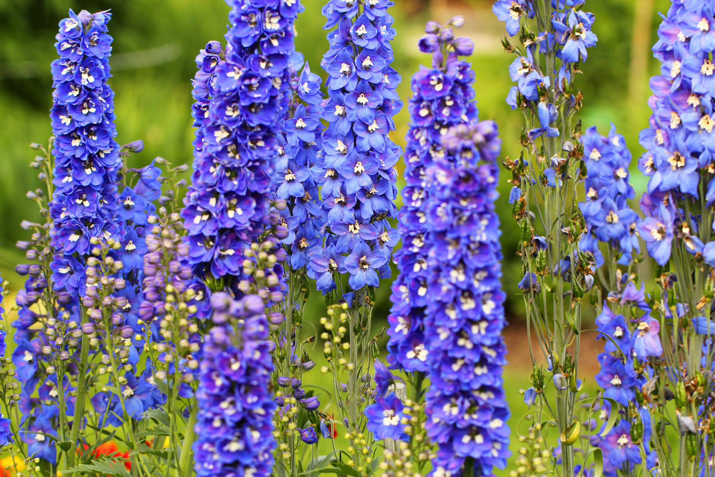 DELPHINIUM ELATUM GUARDIAN BLUE / LARKSPUR