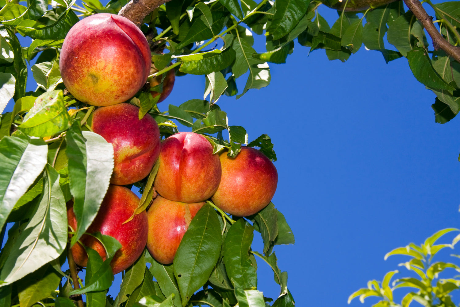 NECTARINE FLAVORTOP / FLAVORTOP NECTARINE