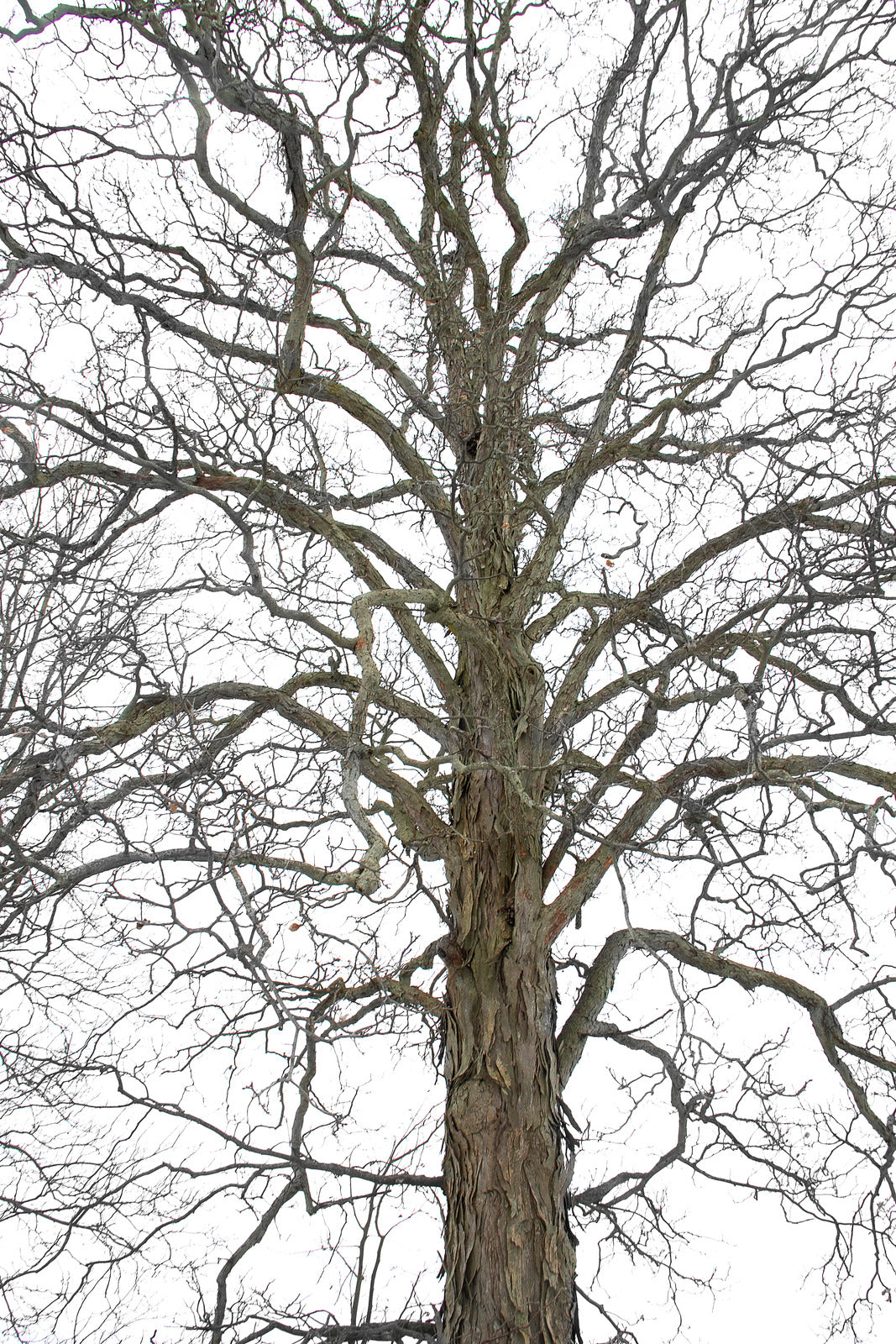 CARYA OVATA / SHAGBARK HICKORY