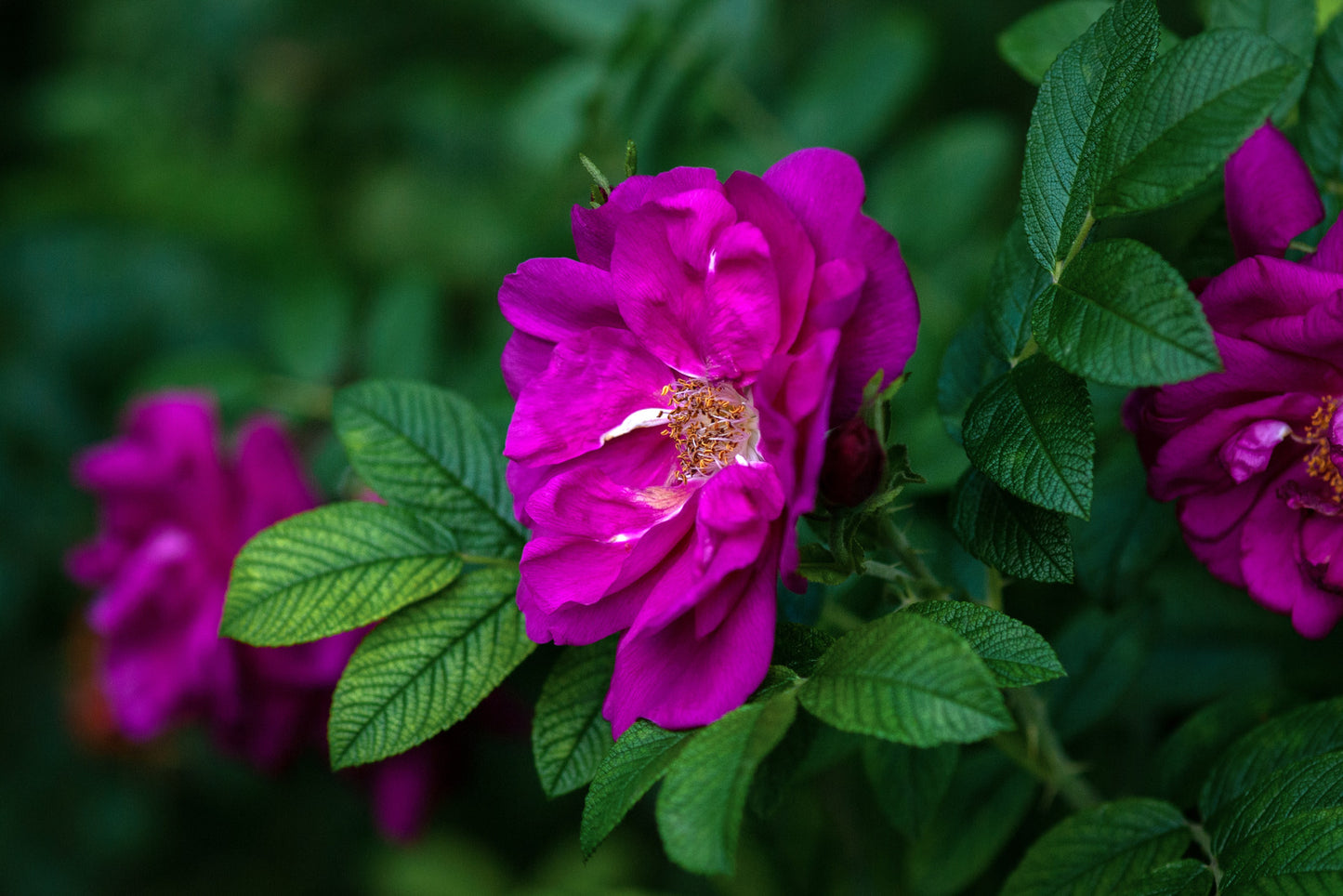 ROSA PURPLE PAVEMENT / PURPLE PAVEMENT ROSE