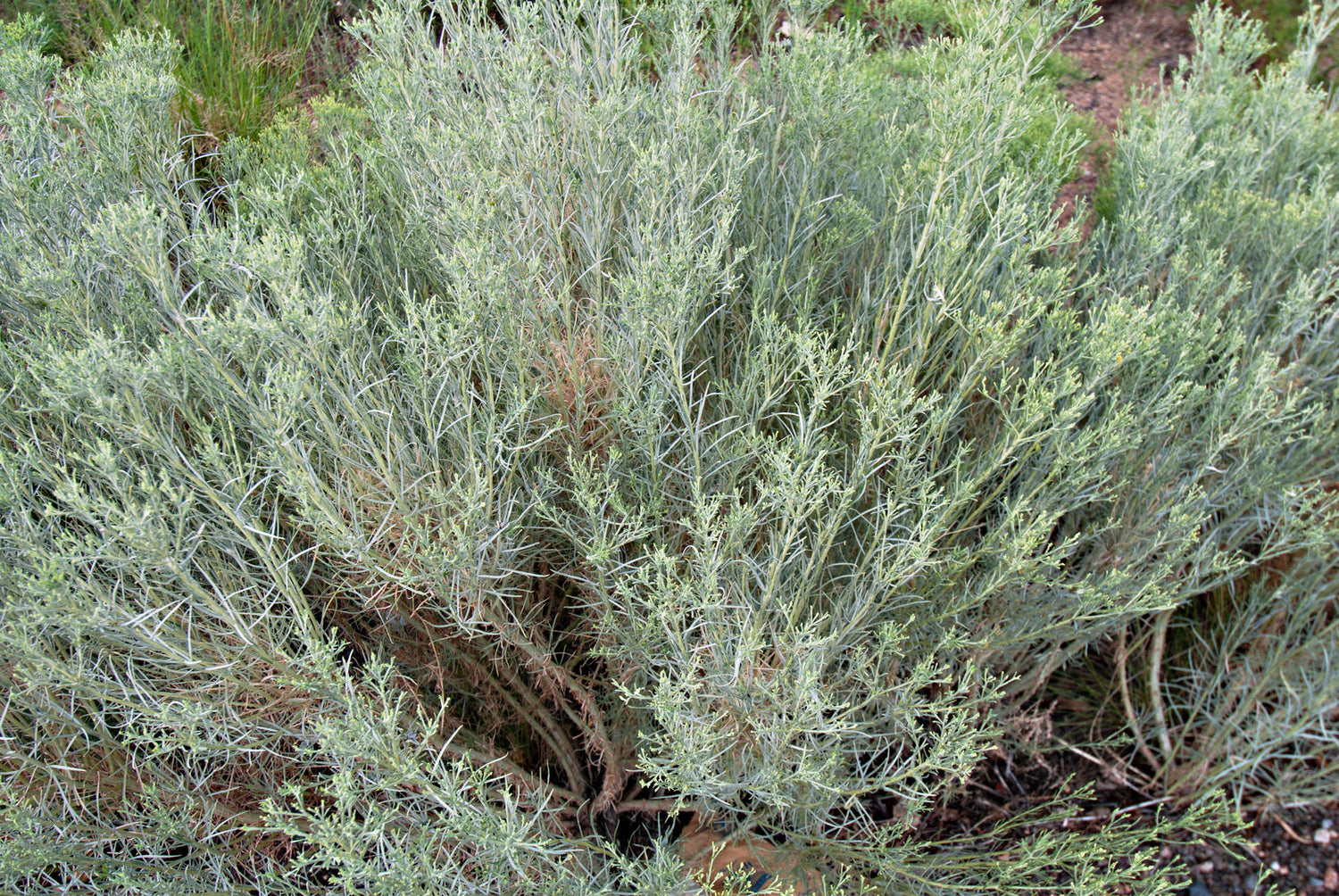 ARTEMISIA LUDOVICIANA / SILVER SAGEBRUSH