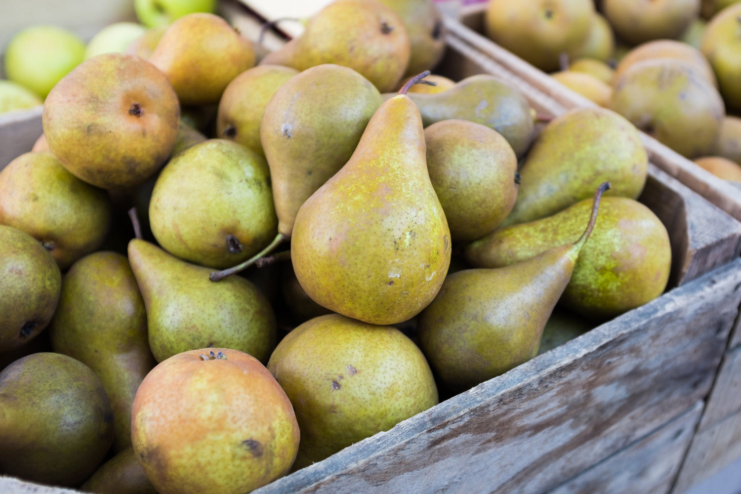 PEAR BARTLETT / BARTLETT PEAR