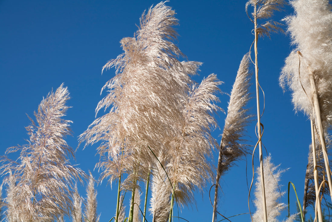 CORTADERIA SELLOANA IVORY FEATHERS® / IVORY FEATHERS® GRASS