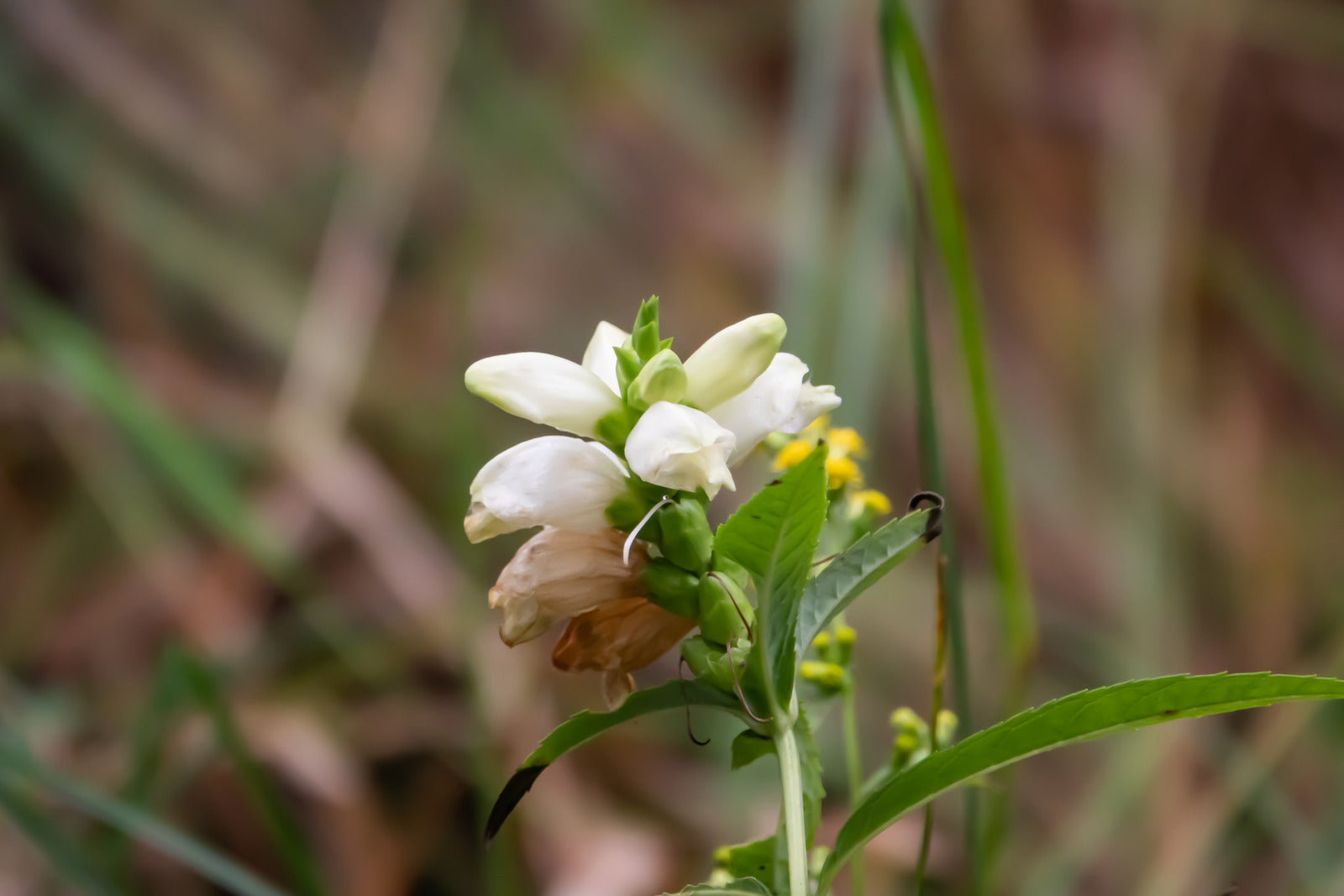 CHELONE GLABRA / TURTLEHEAD