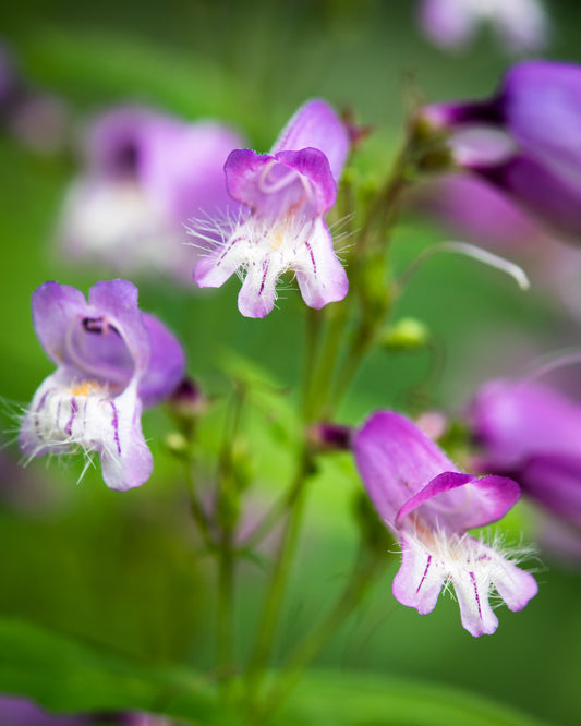 PENSTEMON HIRSUTUS / HAIRY BEARDTONGUE