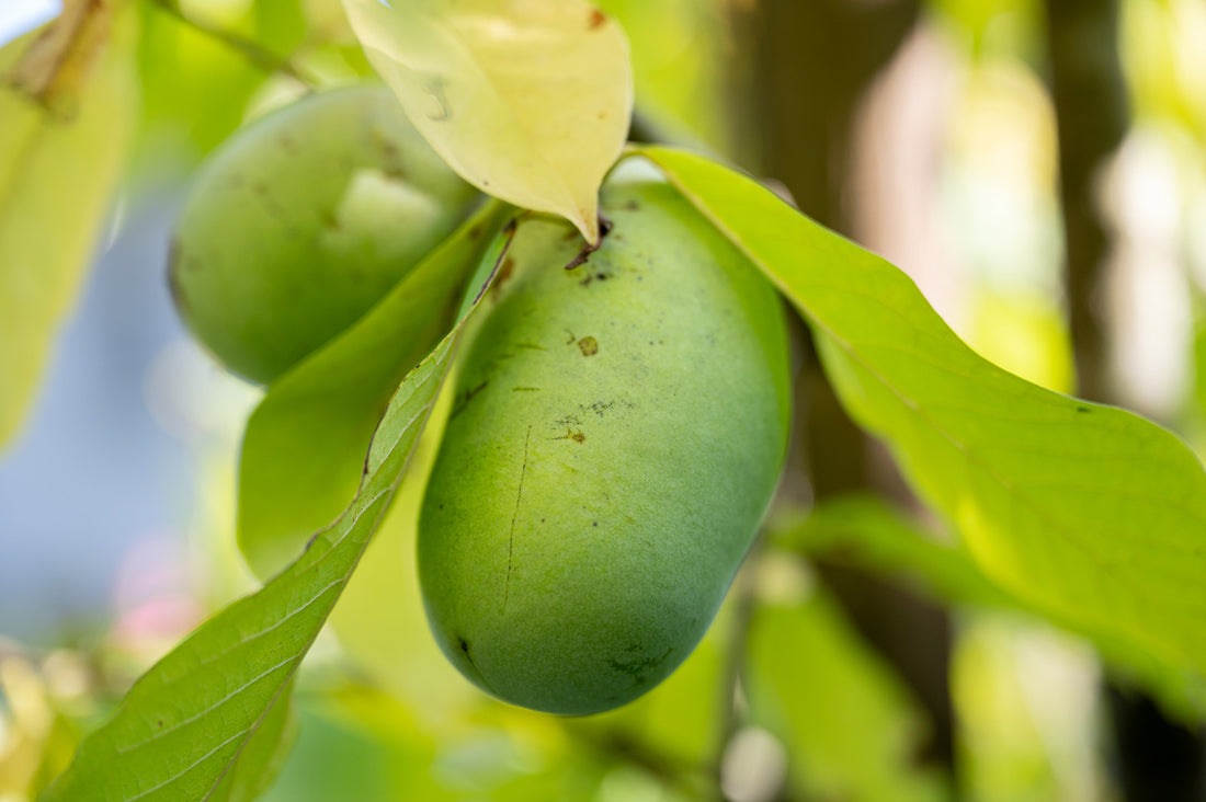 ASIMINA TRILOBA / PAWPAW