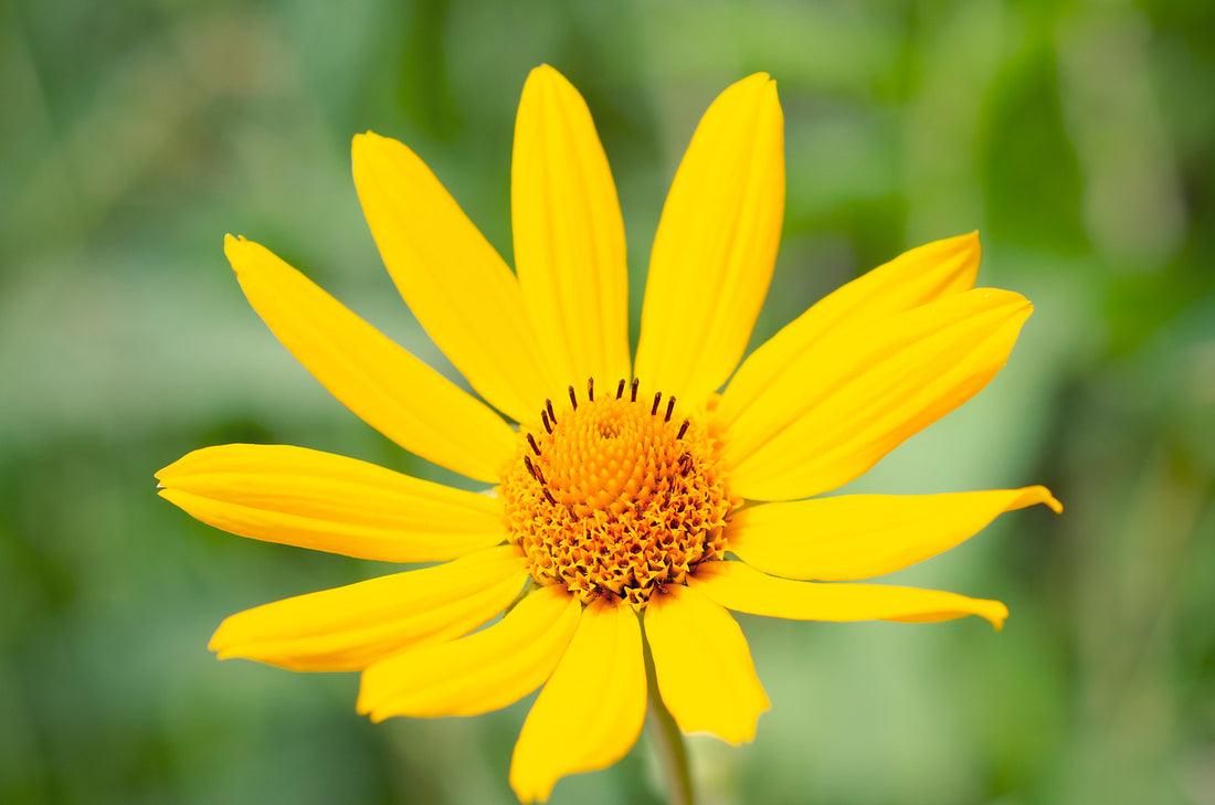 HELIOPSIS HELIANTHOIDES / FALSE SUNFLOWER