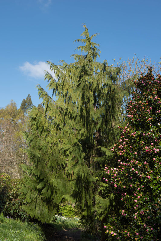 CHAMAECYPARIS NOOTKATENSIS PENDULA / WEEPING NOOTKA FALSE CYPRESS