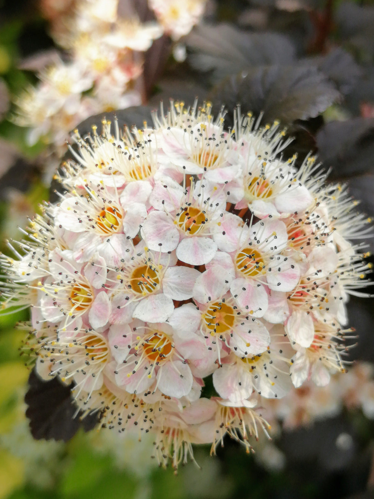 PHYSOCARPUS OPULIFOLIUS / COMMON NINEBARK