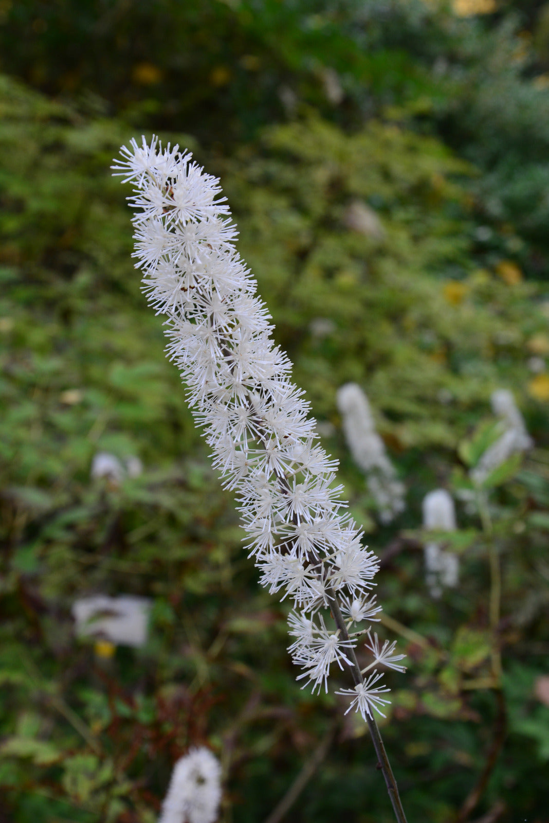 CIMICIFUGA RACEMOSA / BLACK SNAKEROOT