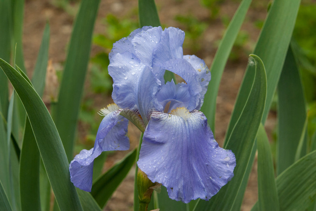 IRIS GERMANICA VICTORIA FALLS / BEARDED IRIS