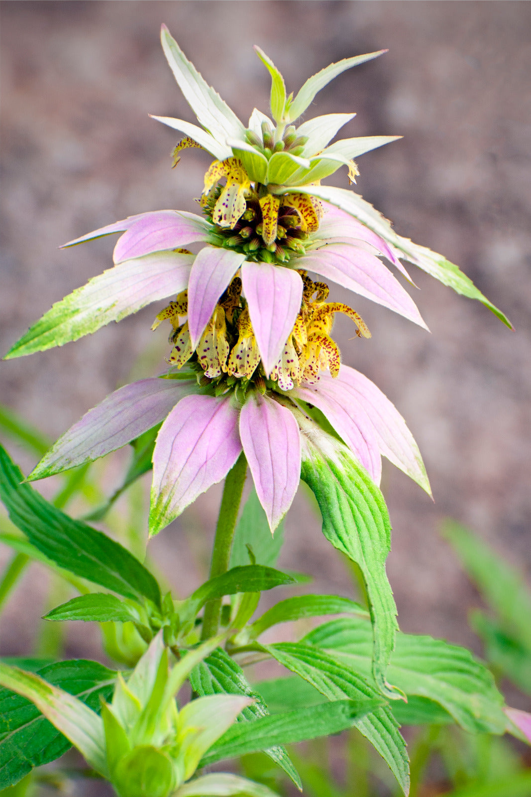 MONARDA PUNCTATA / SPOTTED BEE BALM